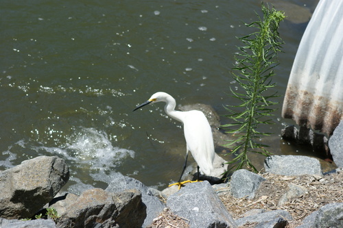 iNaturalist observation photo of Snowy Egret
