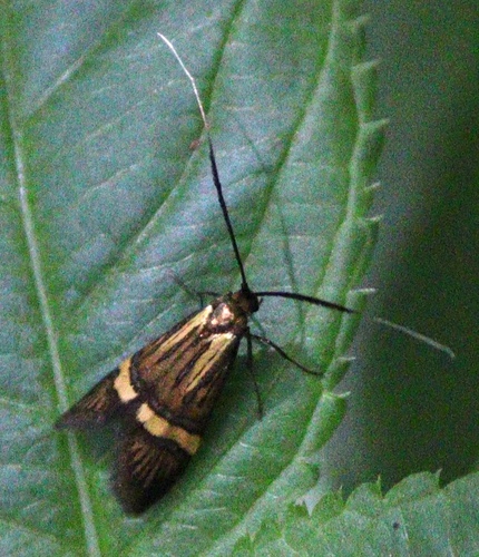 Yellow-barred Longhorn photo 5