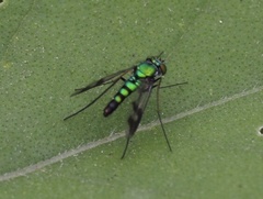 Condylostylus quadricolor