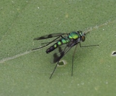 Condylostylus quadricolor