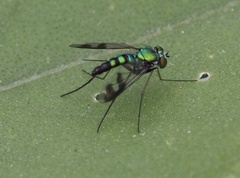 Condylostylus quadricolor