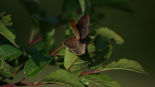 Meadow Brown