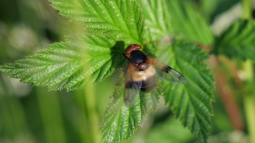 Pellucid Hover Fly
