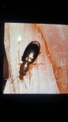 Salpingus planirostris