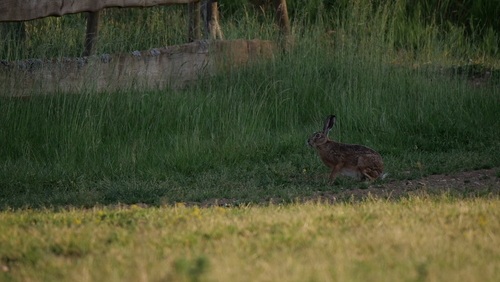 Brown Hare
