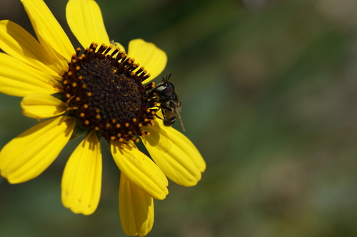 iNaturalist observation photo of Copestylum marginatum