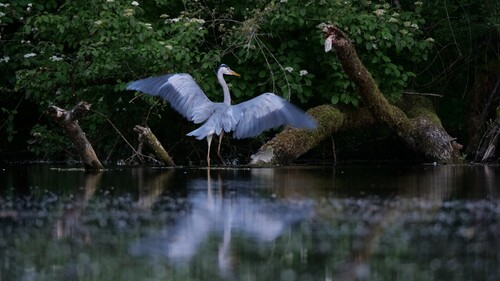 Grey Heron