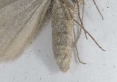 Aplocera efformata