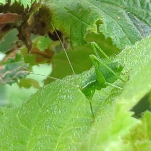 Speckled Bush-cricket