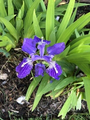 Iris tectorum