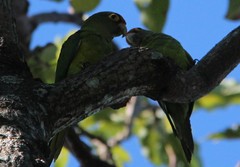 Eupsittula canicularis
