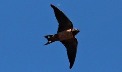 Hirundo rustica