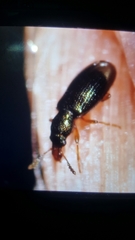 Salpingus planirostris