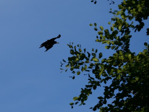 Rook