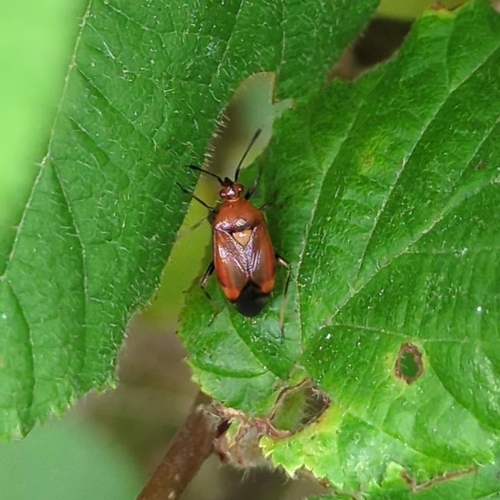 red-spotted plant bug