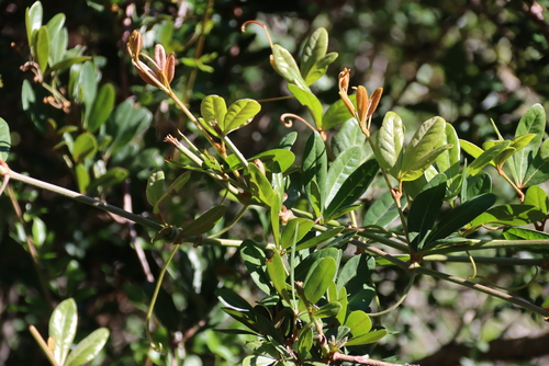 Rhoicissus digitata, photograph 6