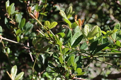 Rhoicissus digitata, photograph (c) Tony Rebelo, some rights reserved (CC BY-SA)