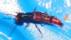 Hesperus baltimorensis