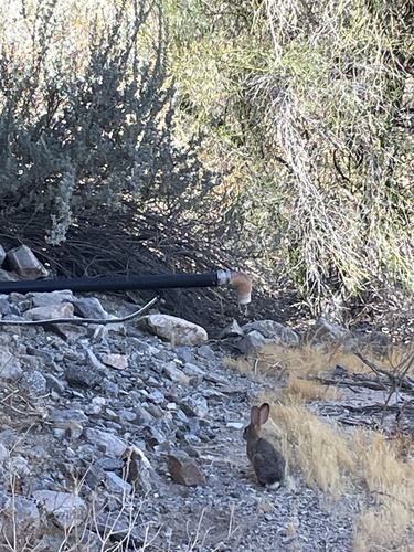 iNaturalist observation photo of Black-tailed Jackrabbit