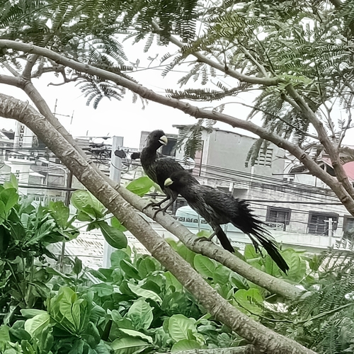 Western Plantain-eater