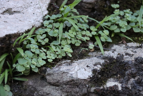 Crassula nemorosa