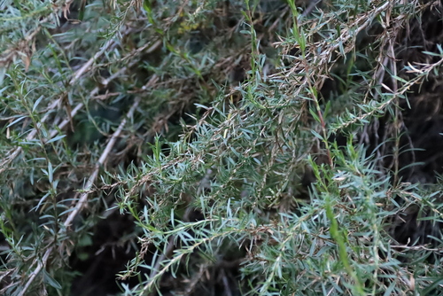 Cliffortia strobilifera, photograph 2