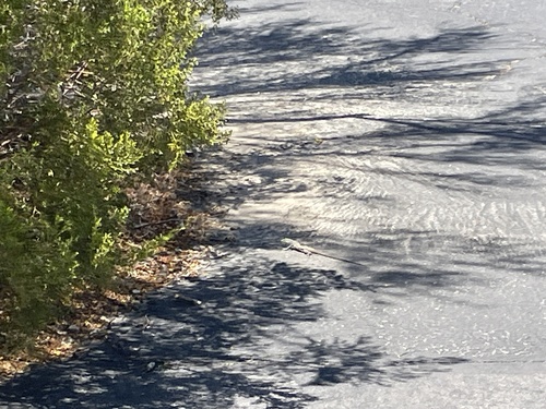 iNaturalist observation photo of Western Whiptail
