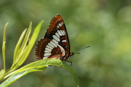 iNaturalist observation photo of Lorquin's Admiral
