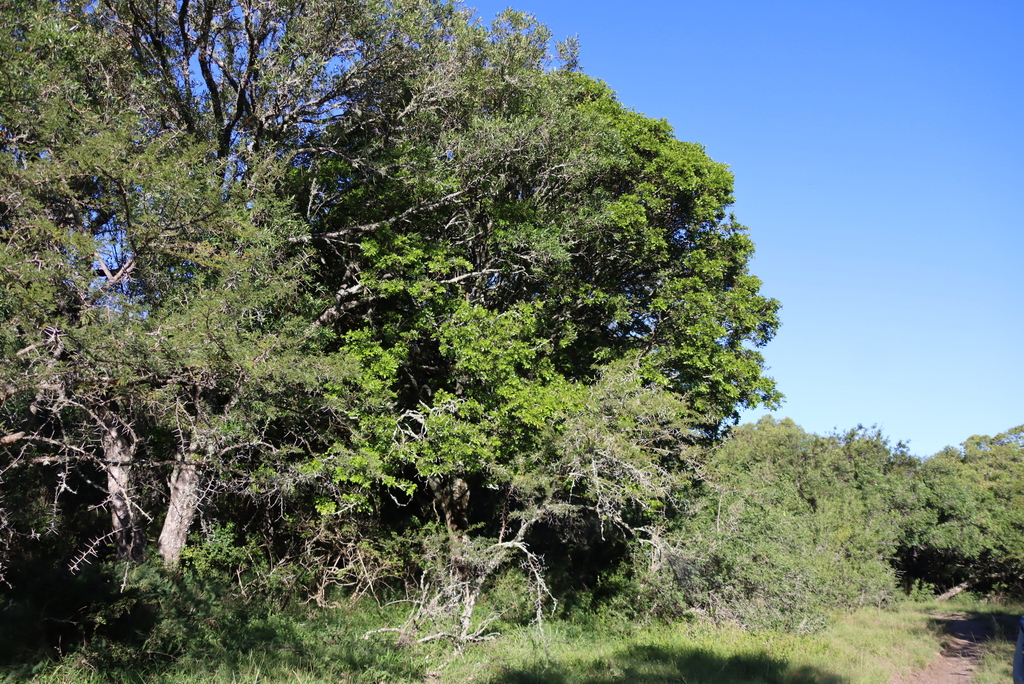 Ptaeroxylon obliquum; photograph (c) Tony Rebelo, some rights reserved (CC BY-SA)