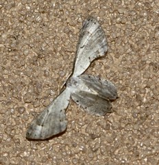Phazaca leucocephala