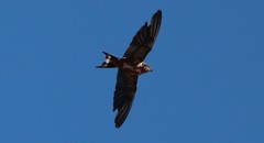 Hirundo rustica