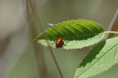 iNaturalist observation photo of Chestnut-colored Cryptocephalus