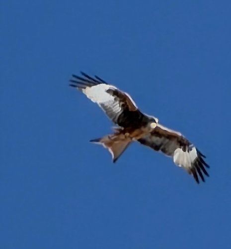 Red Kite