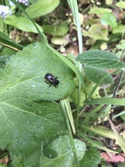 Andrena nigrocaerulea
