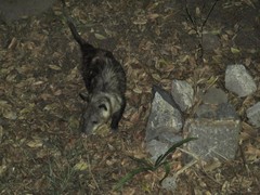 Didelphis virginiana