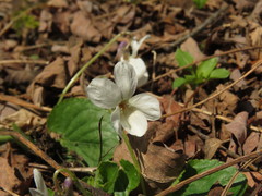 Viola alba