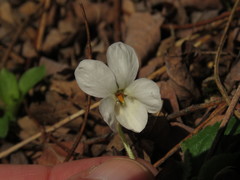 Viola alba