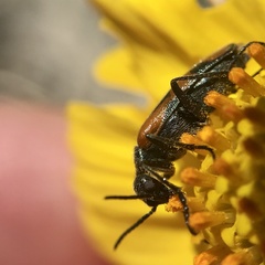 Eupompha elegans