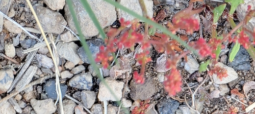 Abert's buckwheat