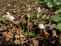 Viola alba