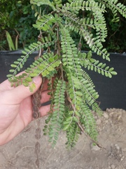 Sophora chathamica