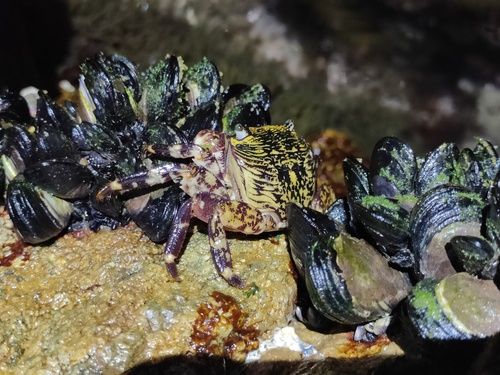 Striped Shore Crab