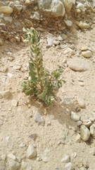 Hyoscyamus desertorum