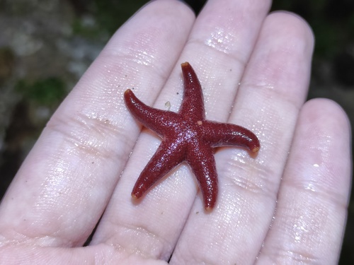 Henricia nipponica