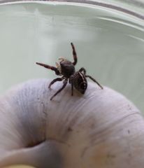 Pellenes tripunctatus