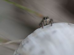 Pellenes tripunctatus