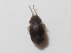 Proteininae