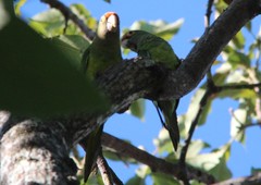 Eupsittula canicularis