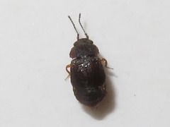 Proteininae