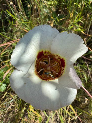 Calochortus vestae, photograph 3
